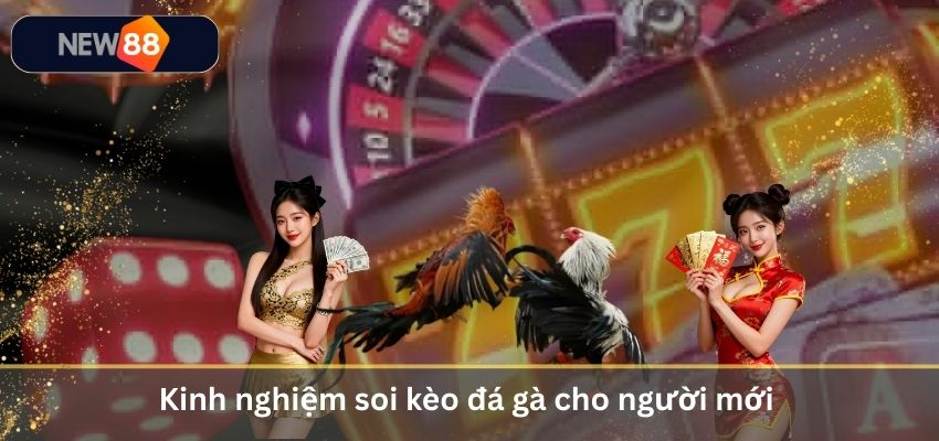 Kinh nghiệm soi kèo đá gà cho người mới